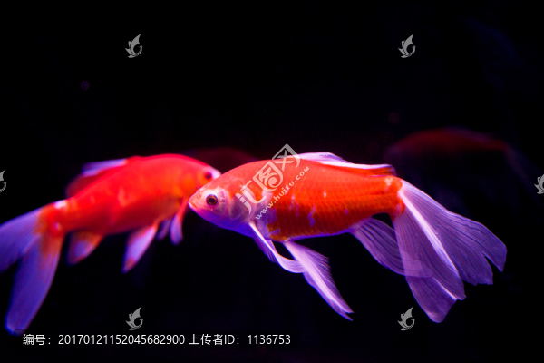 金魚