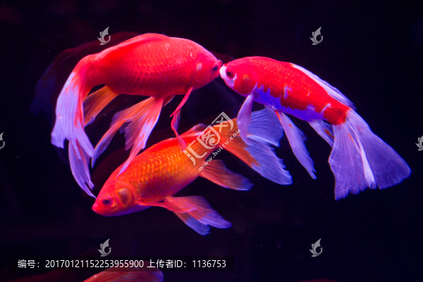 金魚