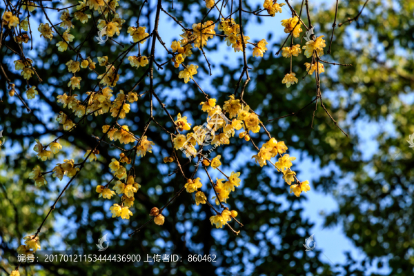 蠟梅臘梅,蠟花,蠟梅花,蠟?zāi)? title=