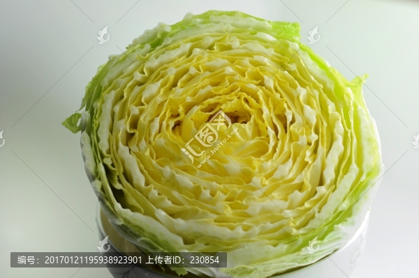 卷心菜斷面
