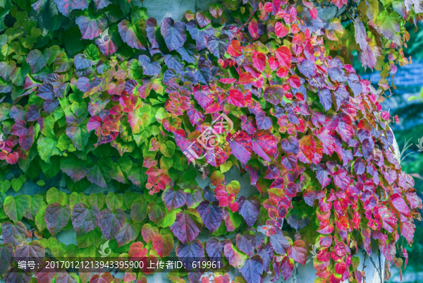 多彩爬山虎