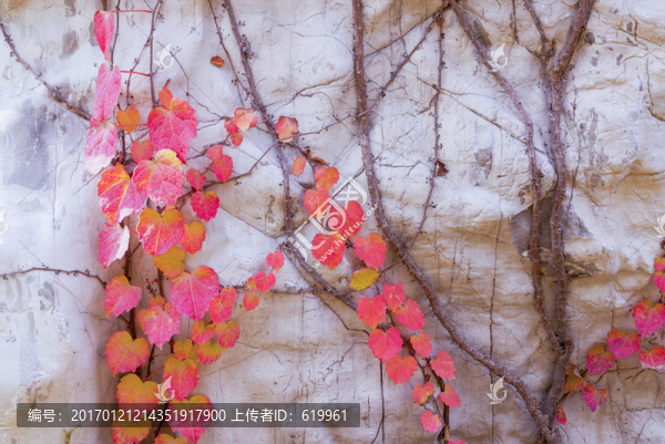 多彩爬山虎