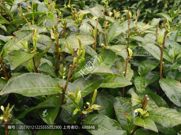 茶樹
