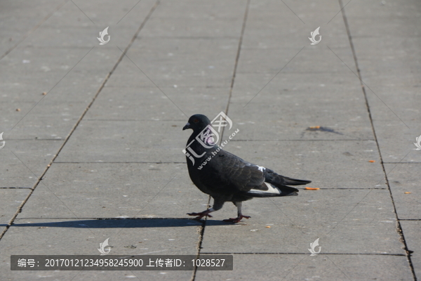 鴿子