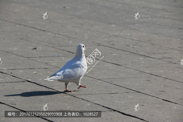 覓食的鴿子