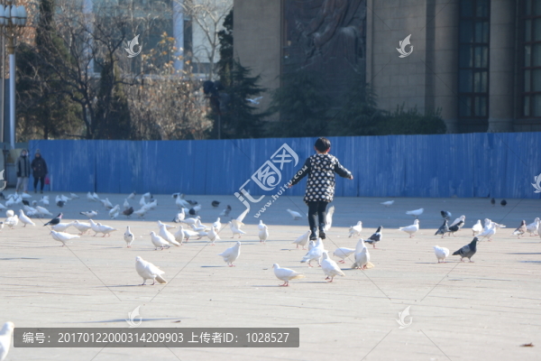 孩子與鴿子