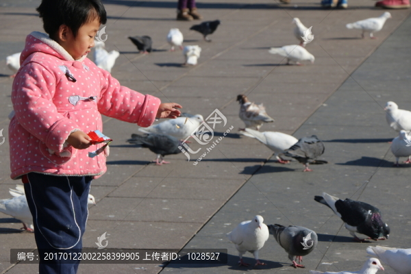 小孩喂鴿子