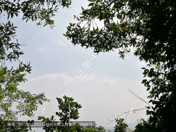植物葉子背景