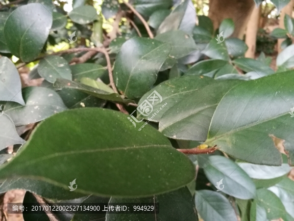 山茶樹