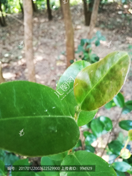 山茶樹