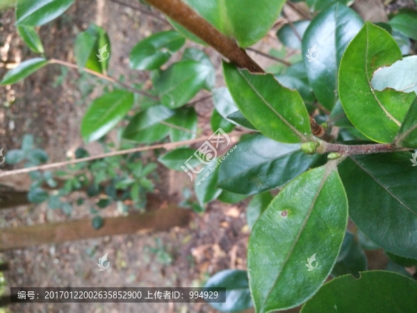 茶樹