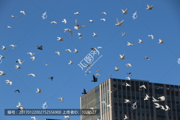 飛翔的鴿子