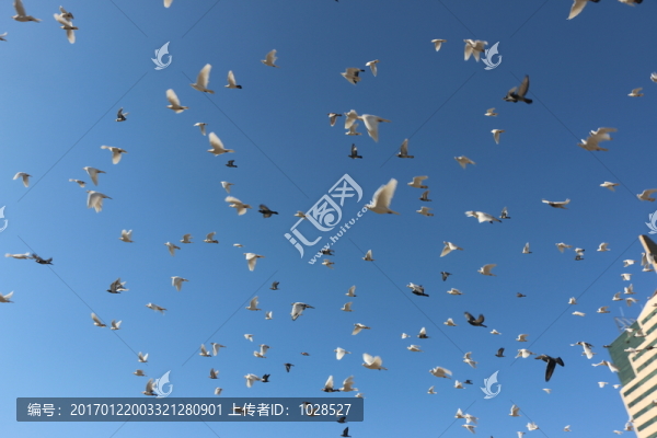 飛翔的鴿子