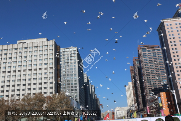 飛翔的鴿子