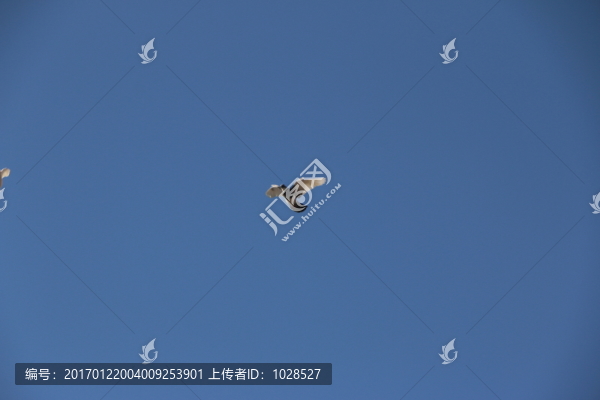 鴿子