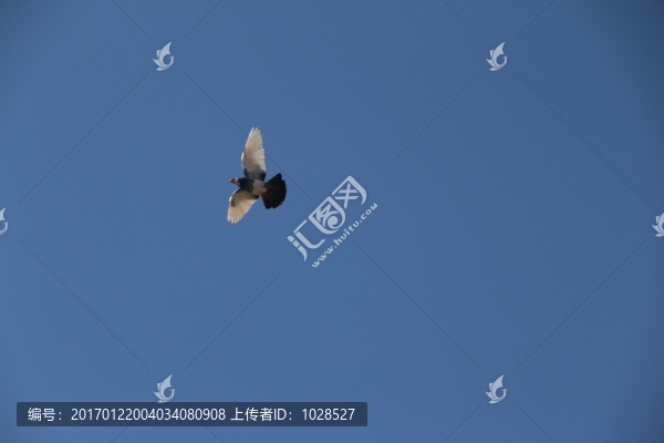 飛翔的鴿子