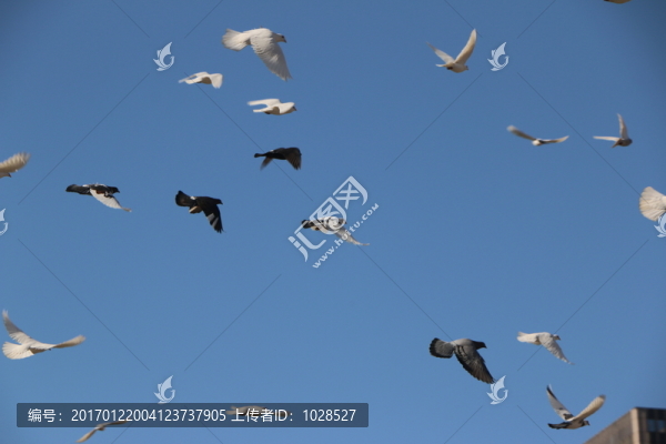 飛翔的鴿子