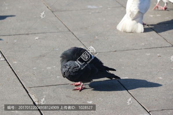 鴿子
