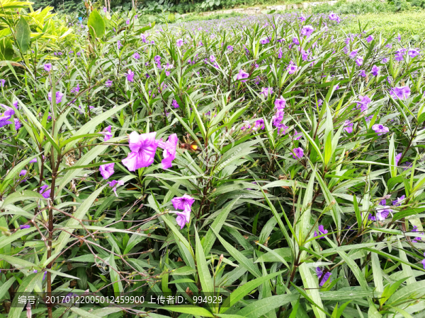 公園花卉植物