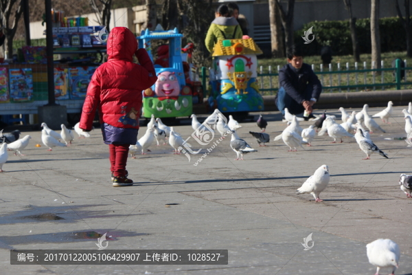 孩子與鴿子