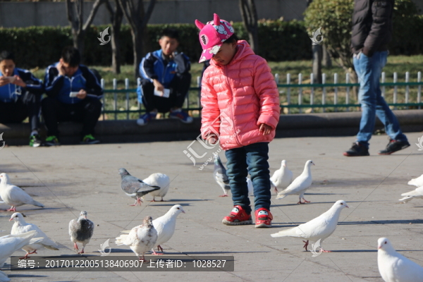 孩子與鴿子