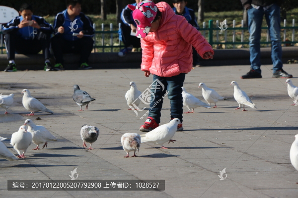 孩子與鴿子