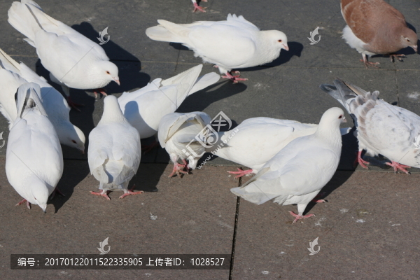 鴿子