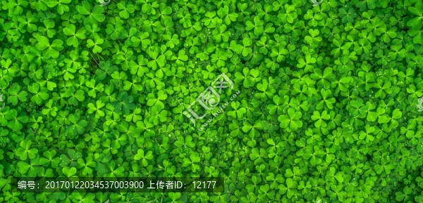 三葉草