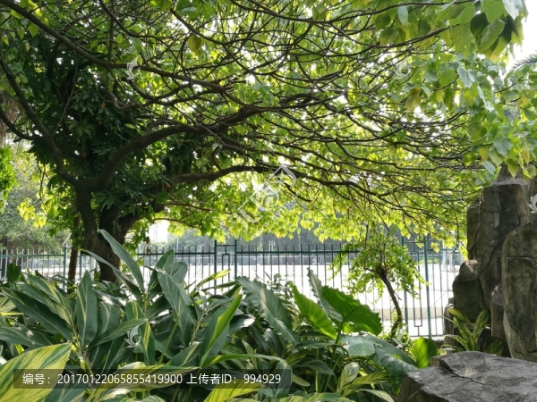 深圳羅湖洪湖公園綠樹(shù)