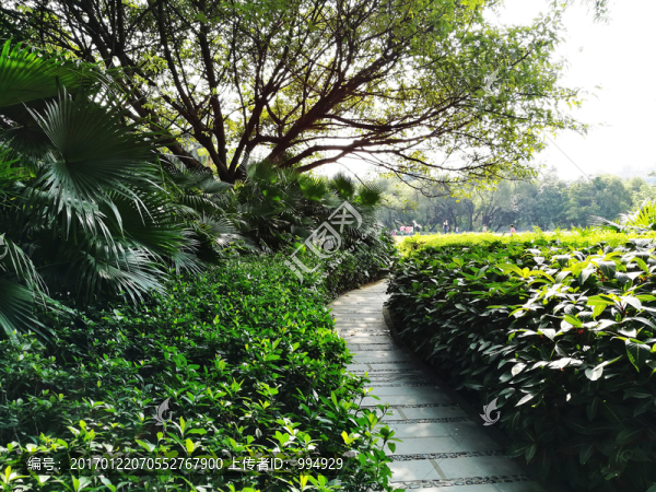 深圳洪湖公園美景