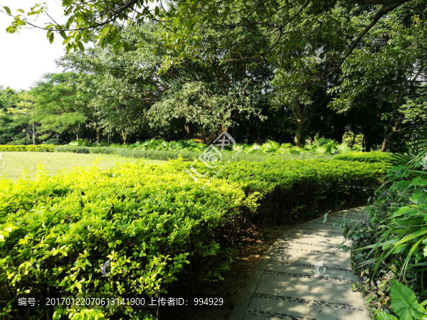 羅湖洪湖公園美景