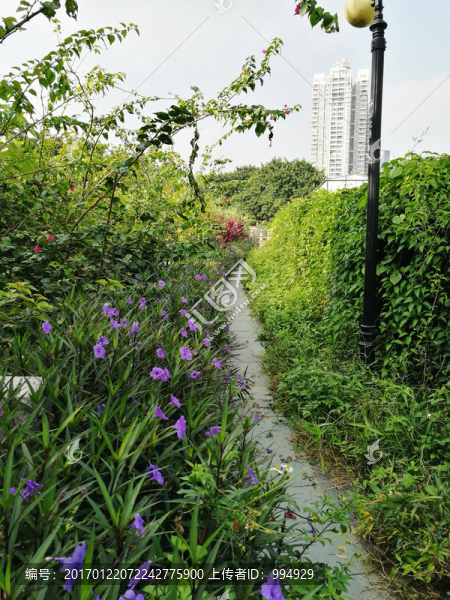 公園小路