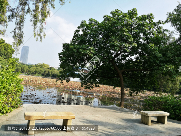 深圳羅湖洪湖公園一角