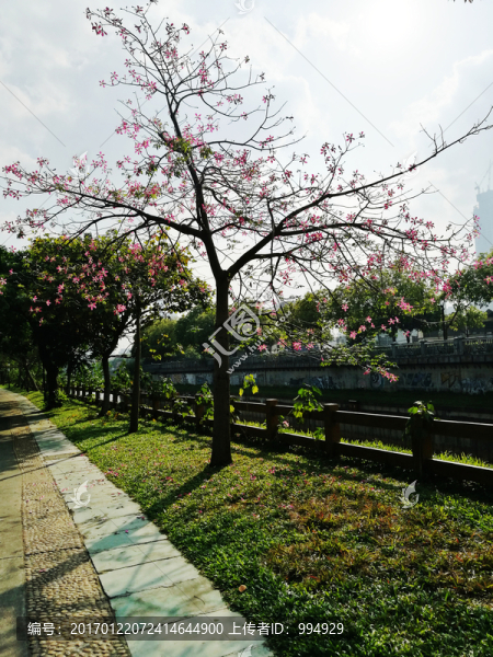 深圳羅湖洪湖公園