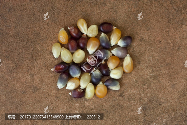 砂巖上紅色和黃色的印度玉米