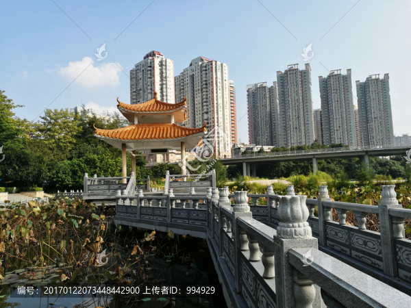 深圳羅湖洪湖公園荷塘