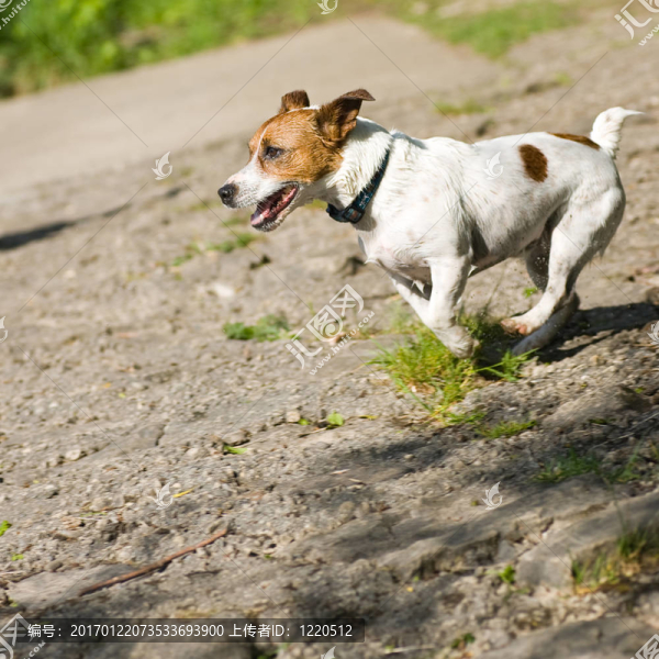 運(yùn)行的杰克羅素梗犬