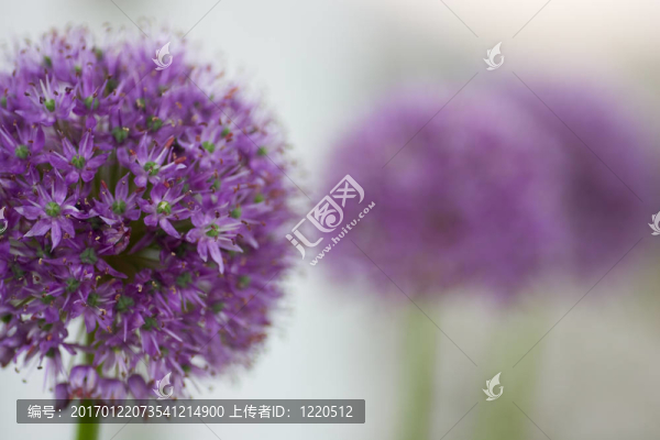 韭花陣容的角斗士
