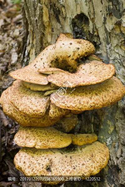 樹干上生長的蘑菇