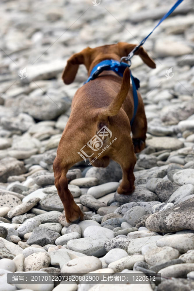 迷你臘腸犬的后視圖上的石灘