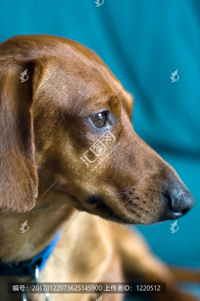 迷你臘腸犬頭特寫