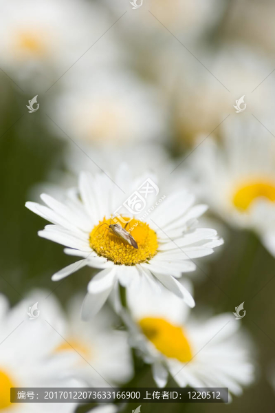 錯(cuò)誤的雛菊
