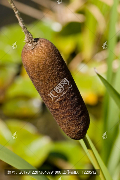 香蒲特寫