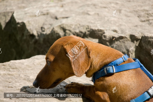 迷你臘腸犬嗅巖