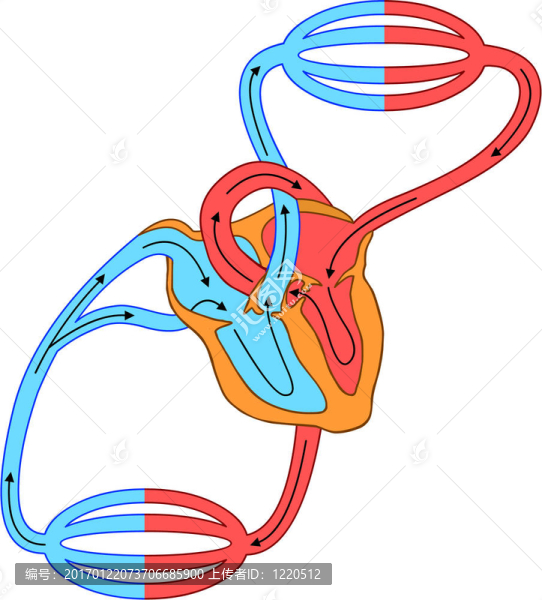 血液循環(huán)系統(tǒng)