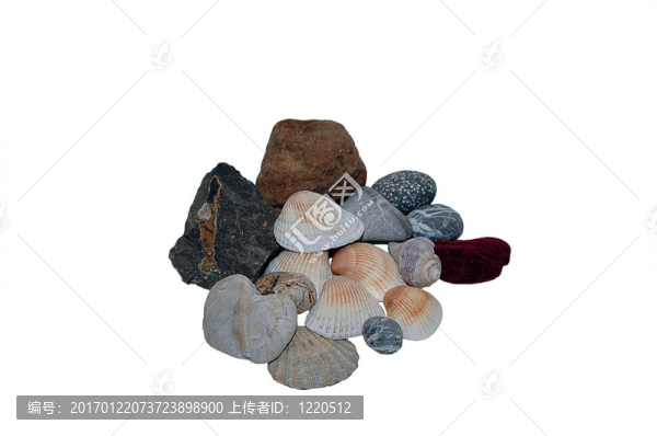 各種顏色貝殼與風(fēng)格化珍珠孤立在白色