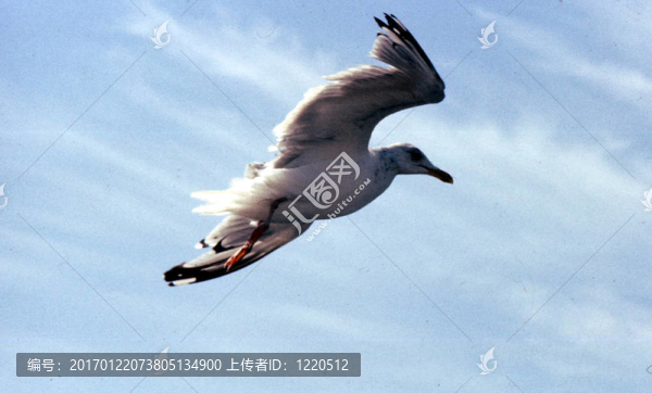 鯡魚鷗a-782
