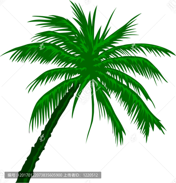 棕櫚樹(shù)-匯圖網(wǎng) www.fosd68.com 棕櫚樹(shù)