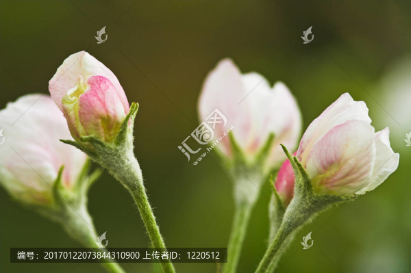 蘋果花開