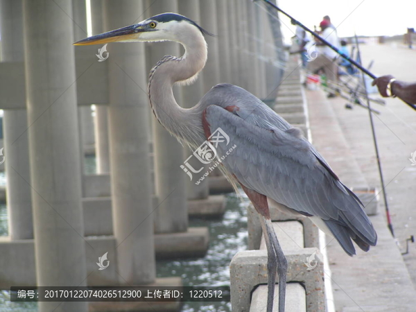 去釣魚